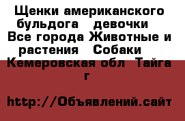 Щенки американского бульдога ( девочки) - Все города Животные и растения » Собаки   . Кемеровская обл.,Тайга г.